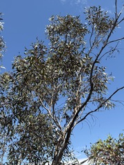 (c) Thomas Mesaglio, some rights reserved (CC BY) Eucalyptus incrassata, photograph (c) Thomas Mesaglio, some rights reserved (CC BY)
