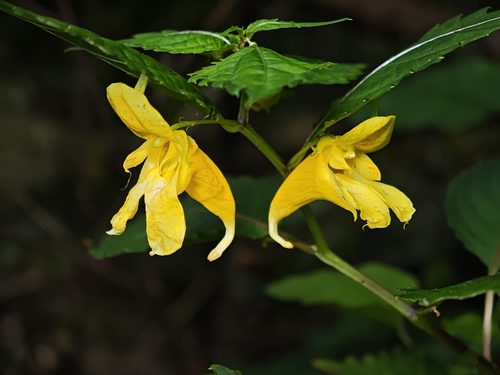 Impatiens davidii