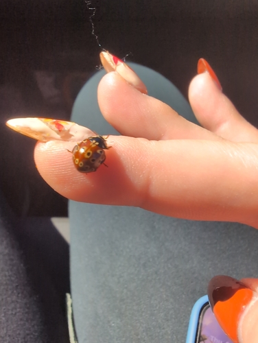 Eye-spotted Lady Beetle
