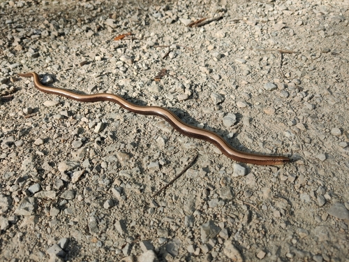Common Slowworm