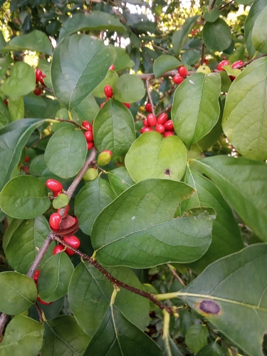 northern spicebush