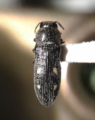 Acmaeoderopsis hulli