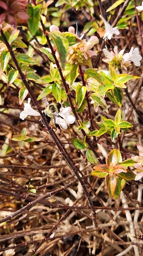 Common Eastern Bumble Bee