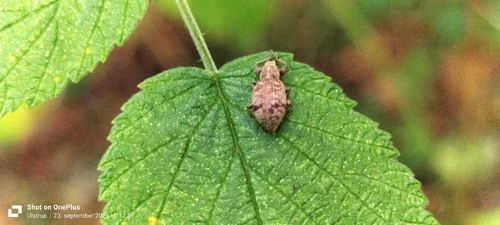 Strawberry Root Weevil
