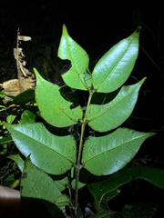 Myrcia splendens, photograph (c) Matteo Bellucci, some rights reserved (CC BY)