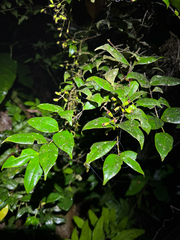 Myrcia splendens
