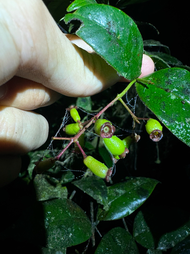 Myrcia splendens, photograph 2