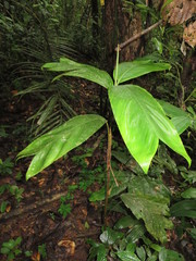Geonoma stricta