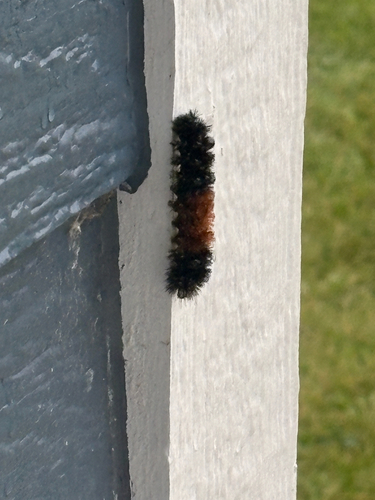 Isabella Tiger Moth