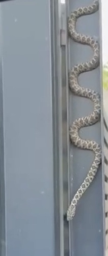 Horseshoe Whip Snake