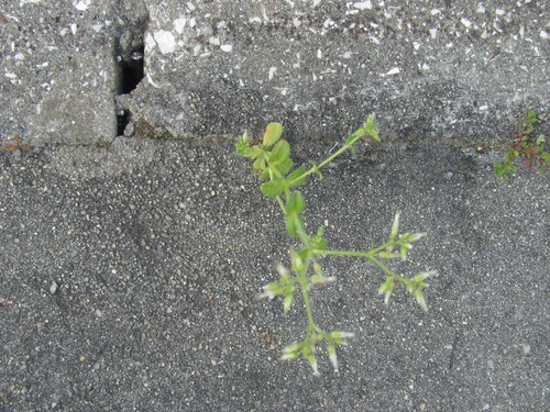 Cerastium glomeratum, photograph 3
