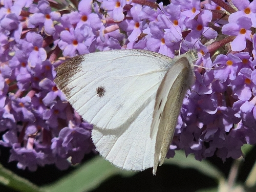 Small White