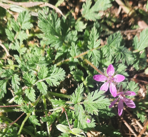 Redstem Stork's-bill