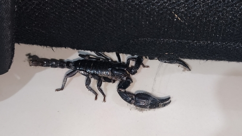 Heterometrus laevigatus