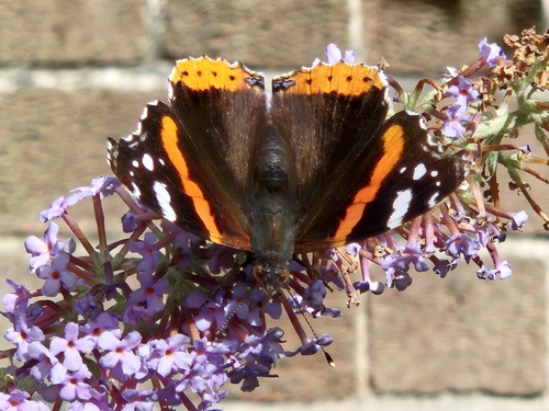 Red Admiral