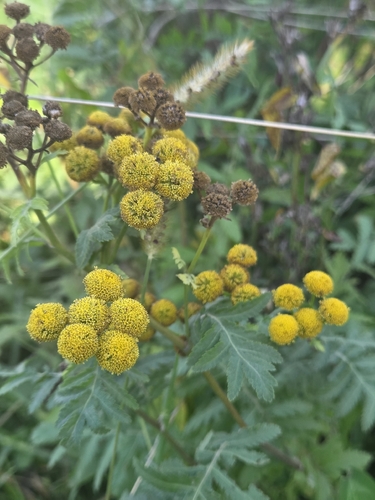 Common Tansy