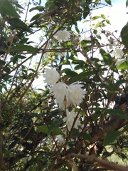 Deutzia scabra
