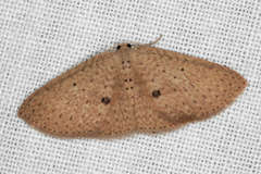 Poecilasthena anthodes