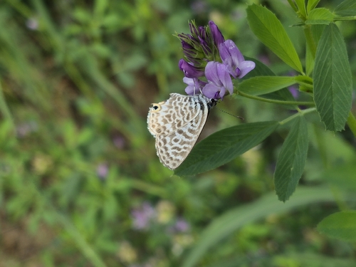 Lang's Short-tailed Blue