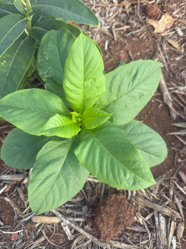 American pokeweed