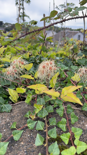 Old man's beard