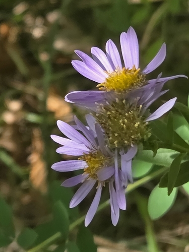 Italian Aster
