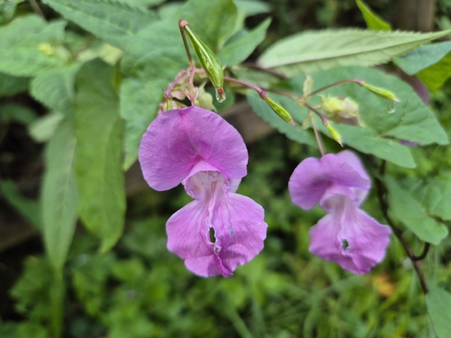 Himalayan balsam