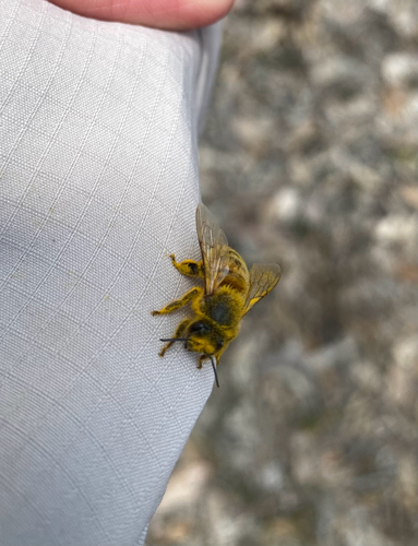Western Honey Bee