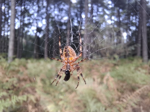Cross Orbweaver