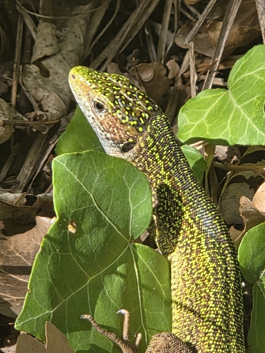 Green Lizard
