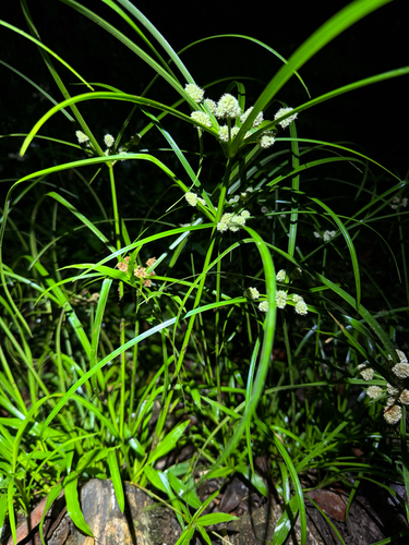 Cyperus luzulae, photograph 2