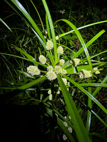 Cyperus luzulae