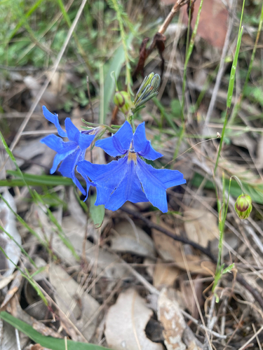 Blue Leschenaultia