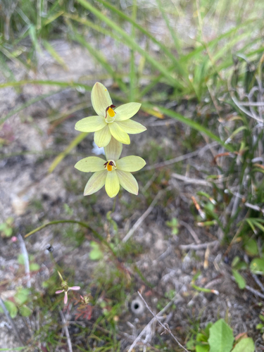 lemon-scented sun orchid