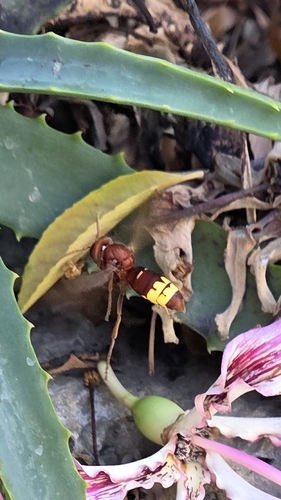 Oriental Hornet
