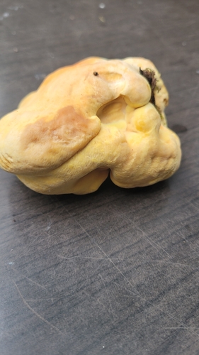 chicken of the woods