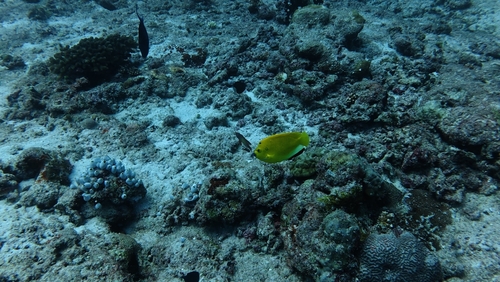 Apolemichthys trimaculatus observed 2026-09-24