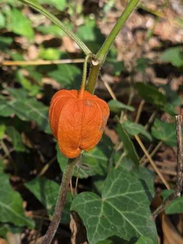 Japanese-lantern