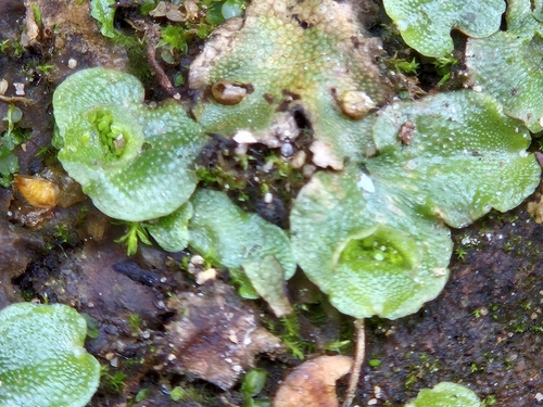Crescent-cup liverwort
