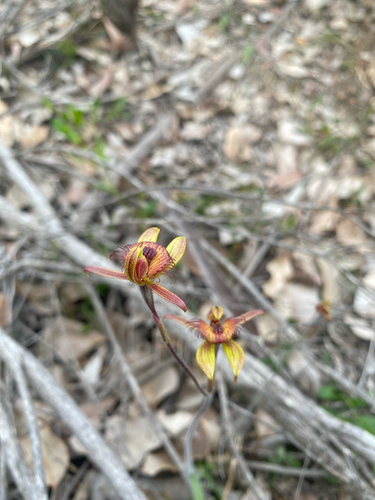 Dancing Spider Orchid
