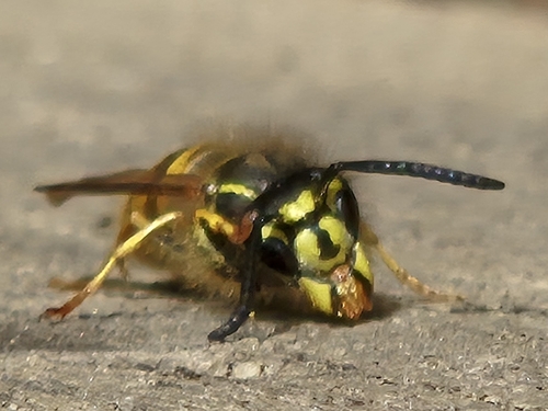 Common European Yellowjacket