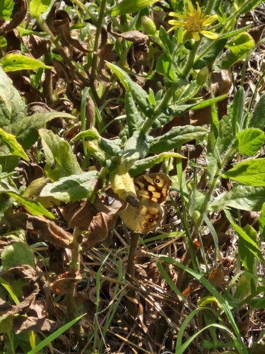 Speckled Wood