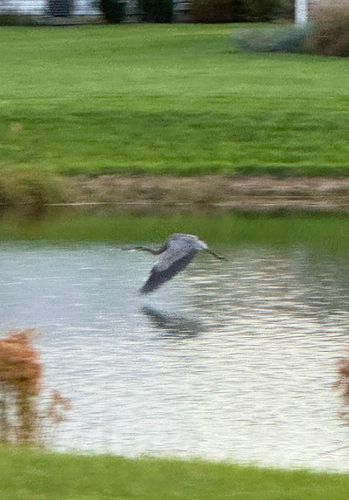 Great Blue Heron