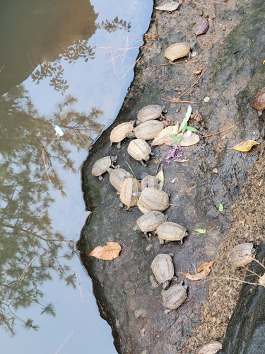 Chinese Pond Turtle