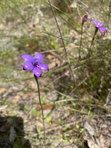 purple enamel orchid