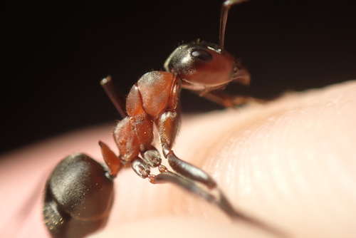Southern Wood Ant
