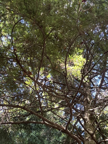 eastern hemlock