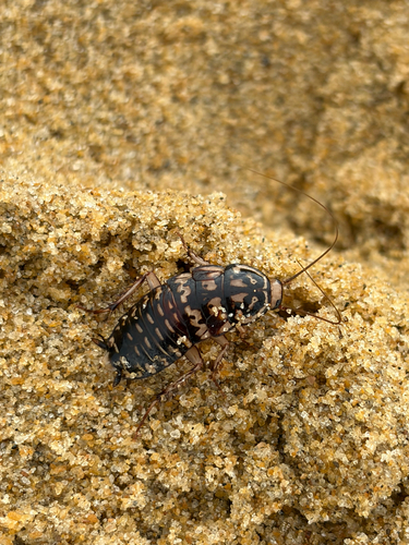 Harlequin Cockroach