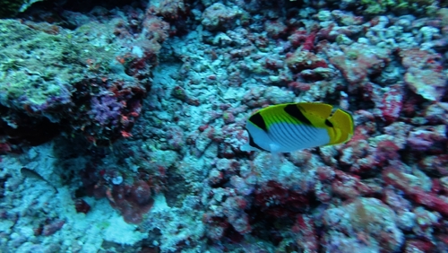 Chaetodon falcula observed 2026-09-24