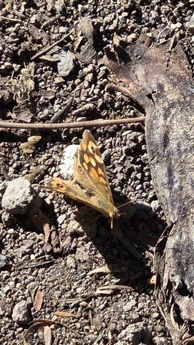 Speckled Wood
